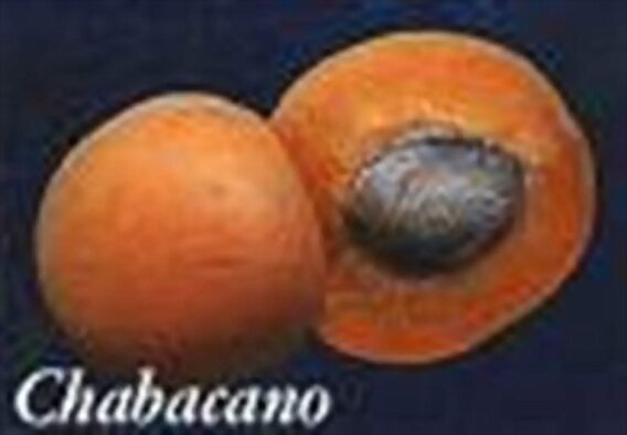 "CHABACANO"... para Lore...