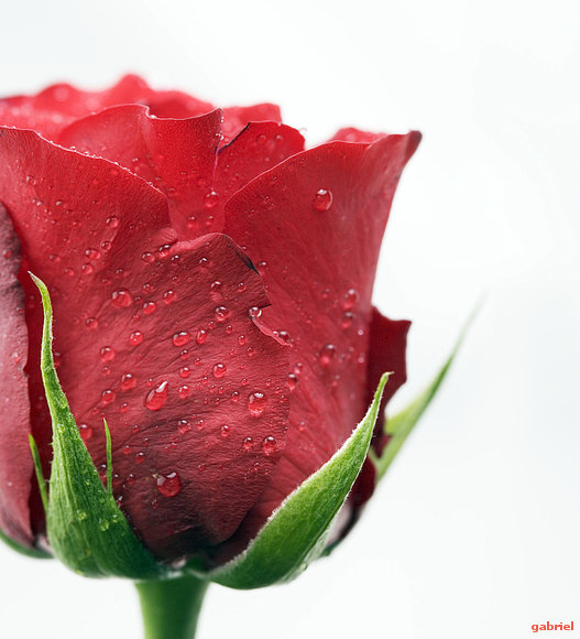 "A UNA ROSA" Sor Juana Ines...