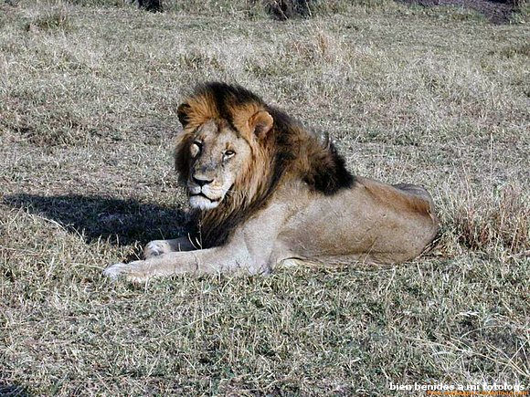 el rey de la selva