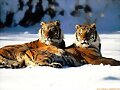tigre de vengala  indio