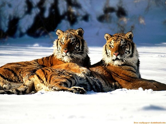 tigre de vengala  indio