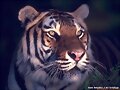 tigre de vengala indio