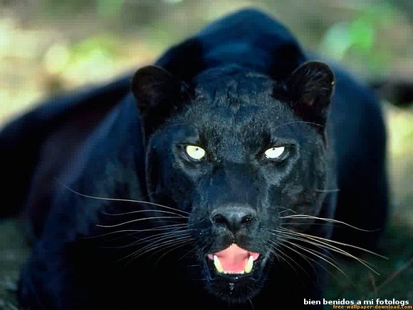 pantera negra
