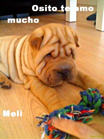 Mii perriito....