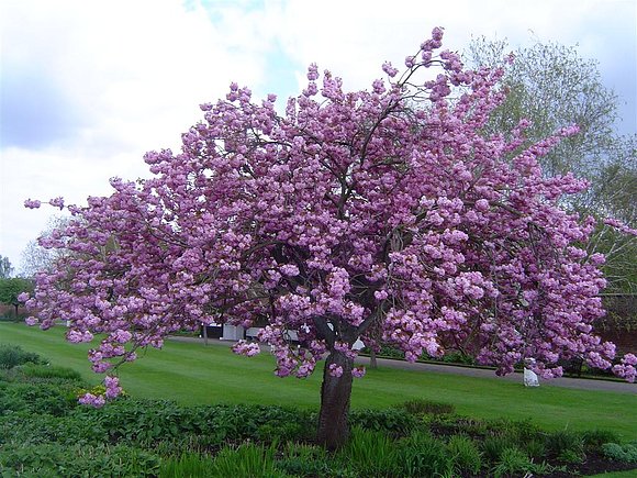 SAKURA
