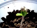 siclos de vida cannabica
