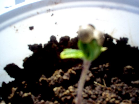 siclos de vida cannabica