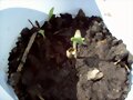 siclos de vida cannabica