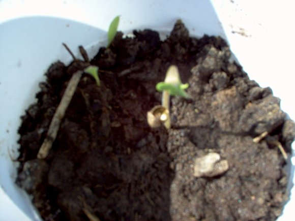 siclos de vida cannabica