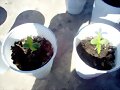 siclos de vida cannabica