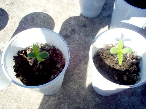 siclos de vida cannabica