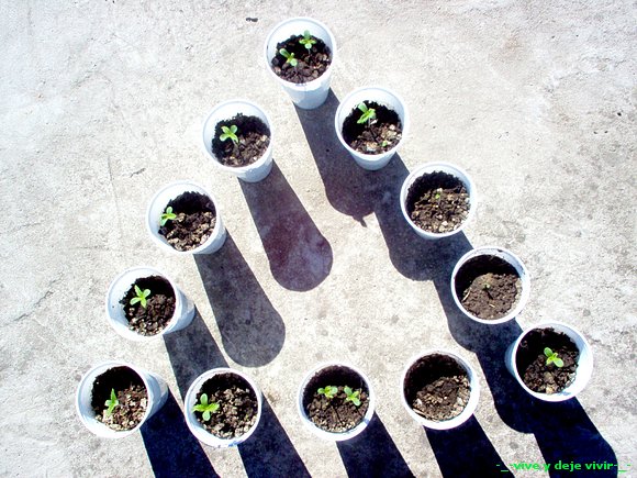 siclos de vida cannabica