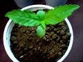 siclos de vida cannabica