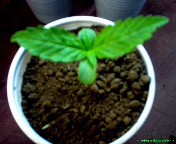 siclos de vida cannabica