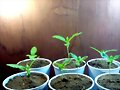 siclos de vida cannabica
