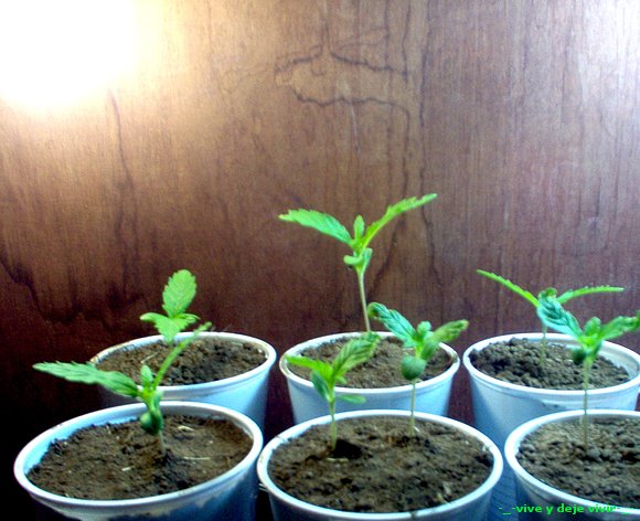 siclos de vida cannabica