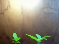 siclos de vida cannabica