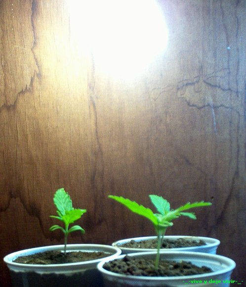 siclos de vida cannabica