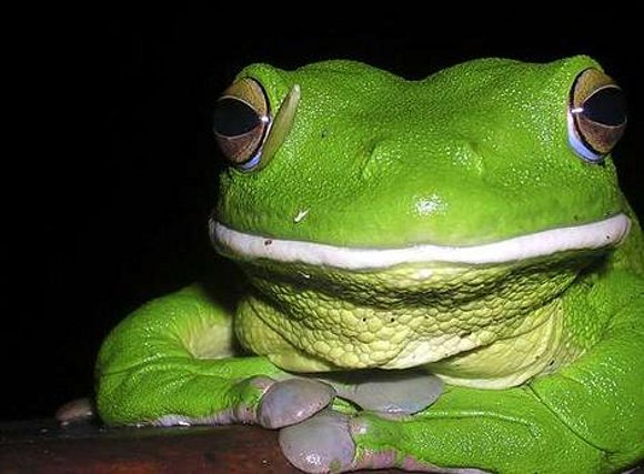 Loving Frogs
