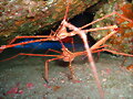 BUCEO