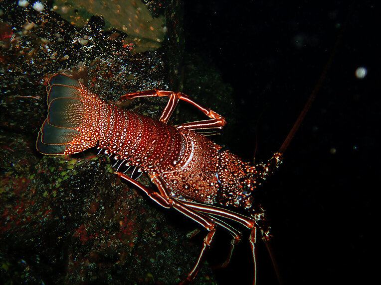 LANGOSTA
