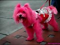 perro PiNk