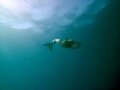 Una sirena en toda regla