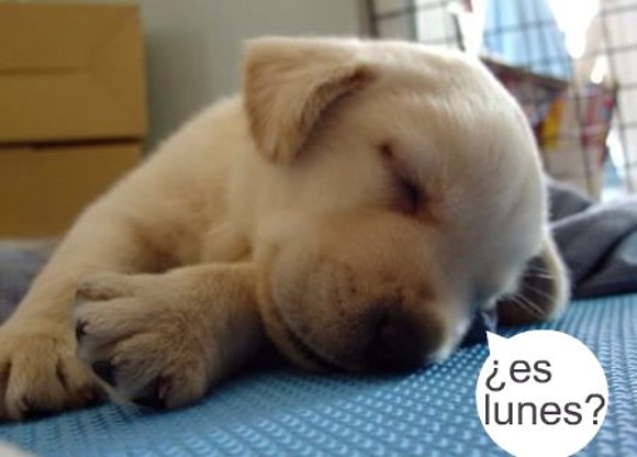 perrito