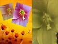 &quot; Flores y flores &quot;