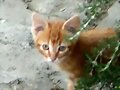 FLY