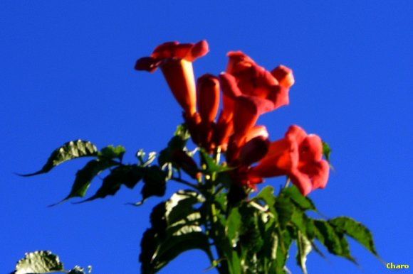 Al Cielo