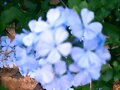 Belleza azul