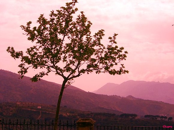 PRIMAVERA EN ROSA