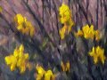 FLEURS