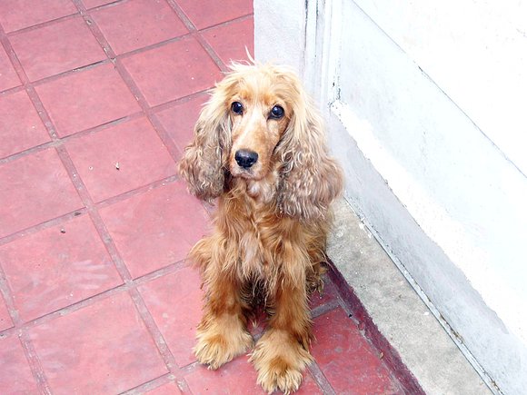 Coky