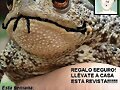 portada graciosa d Gorbach&eacute;