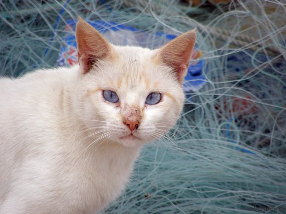 gato marinero