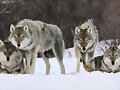 Lobos