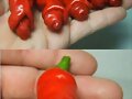 Huerta