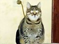 Gato luminiscente