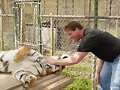Lindo gatito