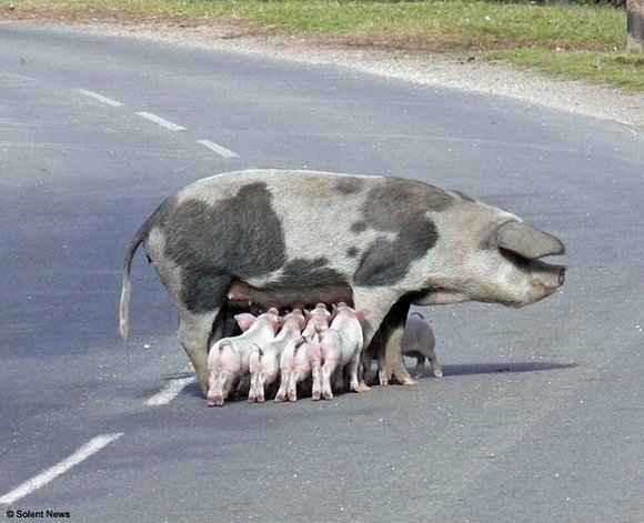 ¡¡¡¡ Cuando el hambre aprietaaaa !!!!
