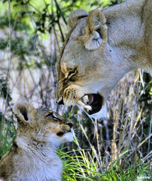 Autoritarismo maternal