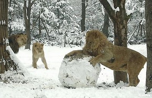 Juegos de invierno