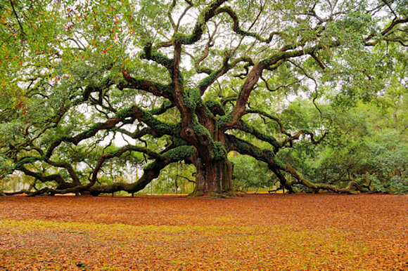 ¿ Arbol genealógico ?