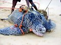 &iexcl; &iexcl; Tortu - pesca ! !