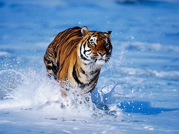 Tigre