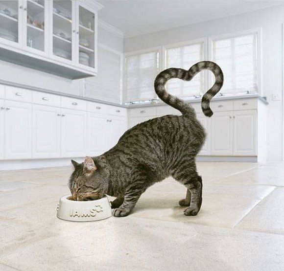 Cora-gato