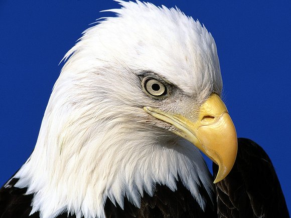 Águila imperial