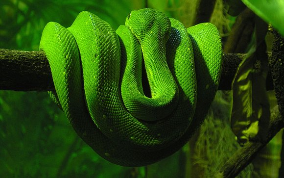 Enroscada